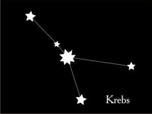Krebs
